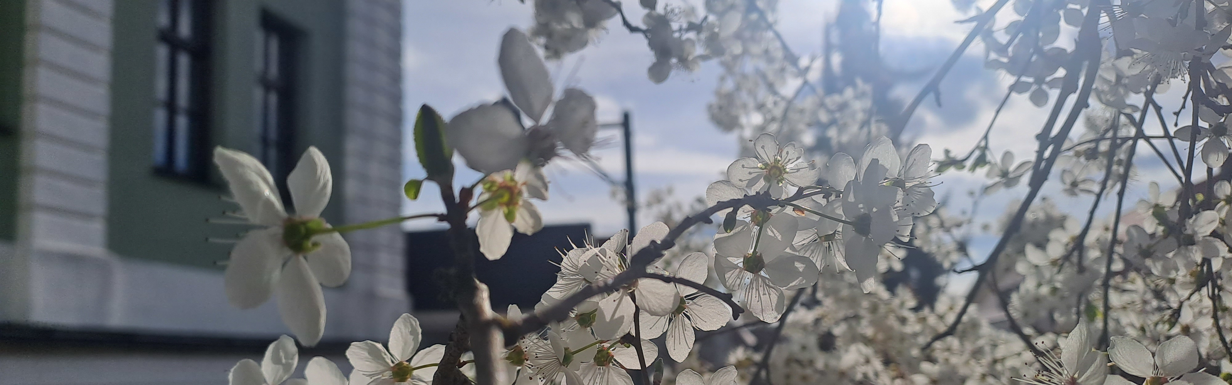 Slider Frühblüher weiße Blüten